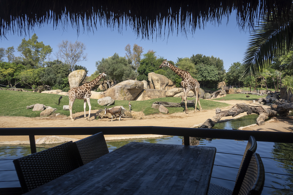 Bioparc Valencia